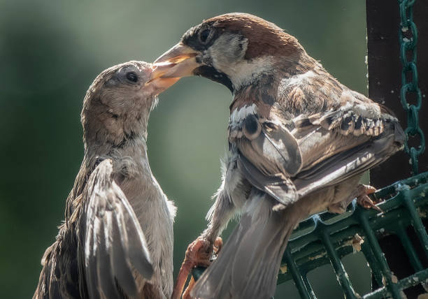 istock Two Sparrows on the suet bird feeder 1626146522
