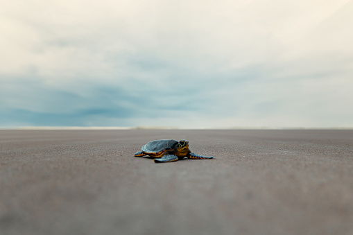 A caretta caretta turtle on the beach.