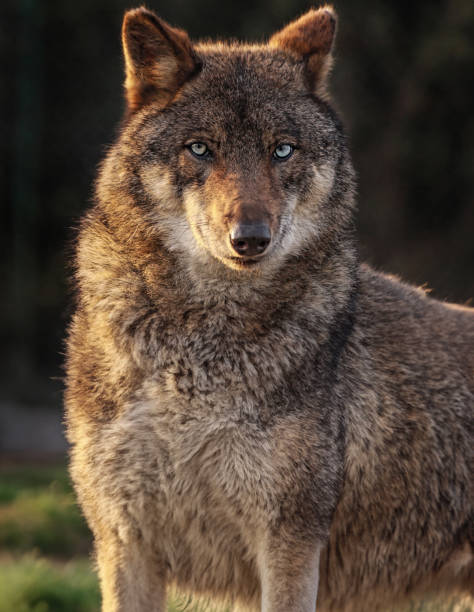 istock A wolf in the forest looking at the camera 1626162226