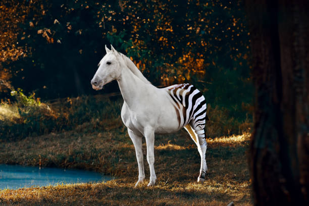 istock Waiting by the puddle, half horse half zebra 1626167460