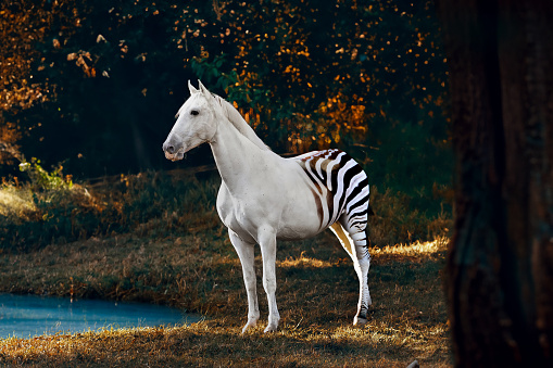 Waiting by the puddle, half horse half zebra