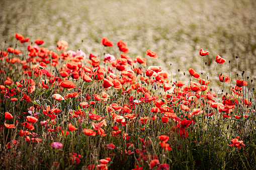 Wonderful red poppies on spring meadow.
