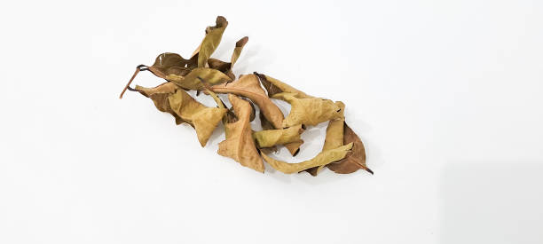 istock Bay leaves isolated on white background 1626172904