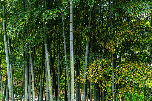 A green bamboo forest in spring sunny day. High quality photo. Itabashi district Daimon Tokyo Japan 06.17.2023 This park is called Takenoko park.