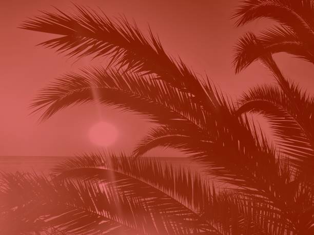 istock holiday palm trees and sunset over ocean 1626175971