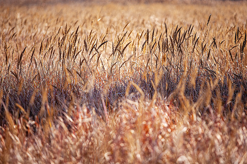 reed field