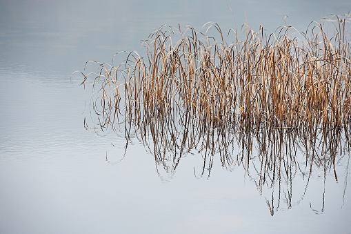 reed field