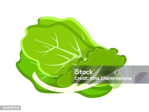 istock Lettuce, green leaf and head of fresh leafy vegetable, natural vitamin baby cos leaves 1626181142