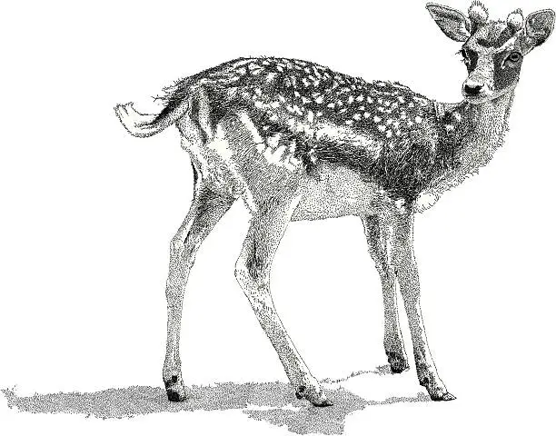 Vector illustration of Doe