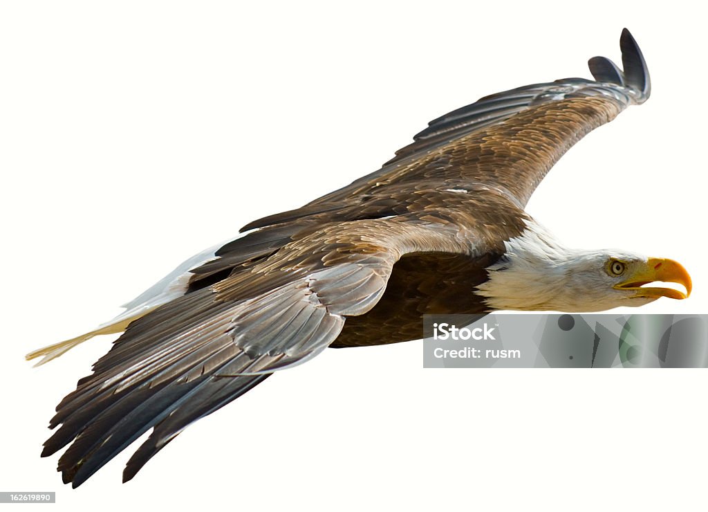 Eagle con clipping path su sfondo bianco - Foto stock royalty-free di Aquila di mare testabianca