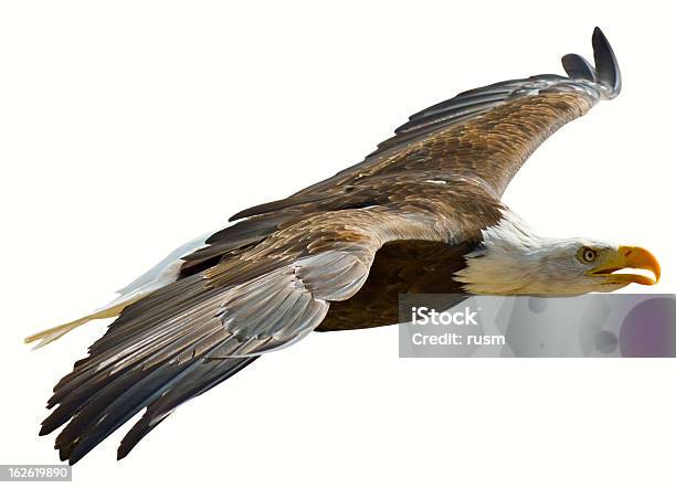 Eagle Con Clipping Path Su Sfondo Bianco - Fotografie stock e altre immagini di Aquila di mare testabianca - Aquila di mare testabianca, Volare, A mezz'aria
