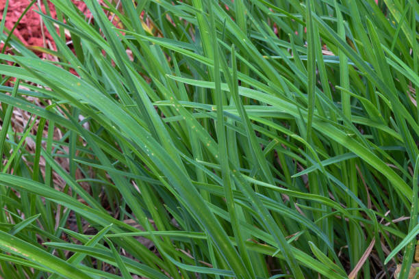 istock Nature Background - Long Wet Leaves in Springtime 1626215025