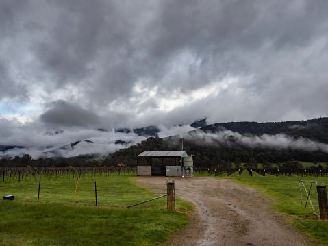Shed and grape vines on stormy day with Mount Buffalo in the background