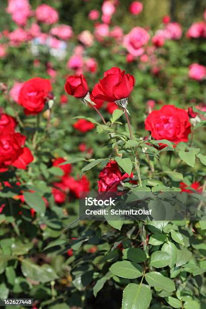 Fiore Rosa Rossa - Fotografie stock e altre immagini di Capolino - Capolino, Colore verde, Composizione verticale