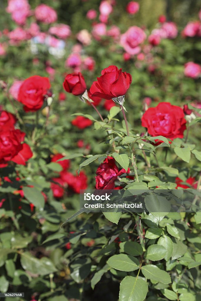 Florescendo rosas vermelhas - Foto de stock de Apodrecer royalty-free