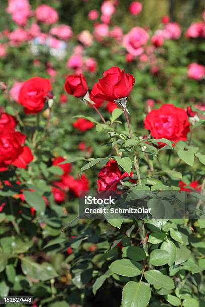 Foto de Florescendo Rosas Vermelhas e mais fotos de stock de Apodrecer - Apodrecer, Cabeça da flor, Em flor