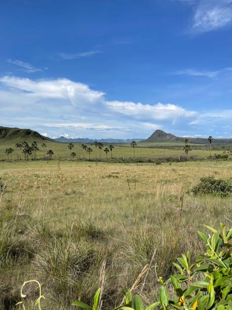istock Garden in Cerrado Natural Landscape 1626274852