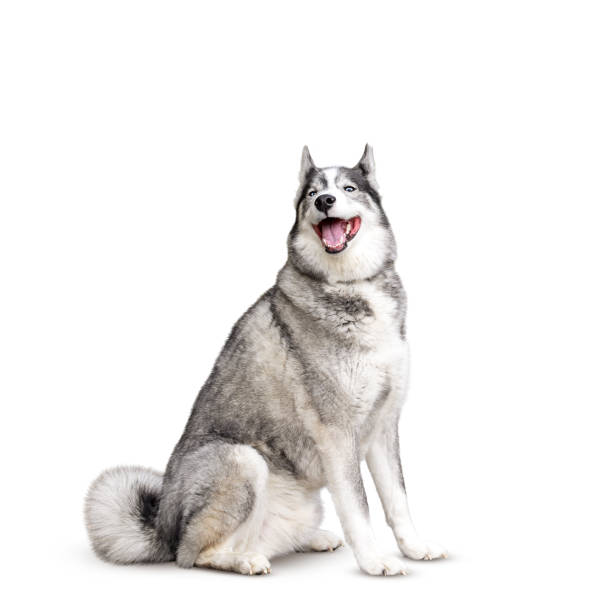 istock Happy Husky dog sitting smiling isolated cutout 1626288620