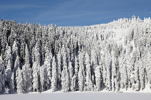 maravilhosa paisagem de inverno - eisfläche imagens e fotografias de stock