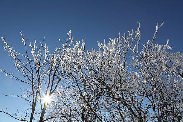 istock winter landscape with tree in front of blue sky 162630968