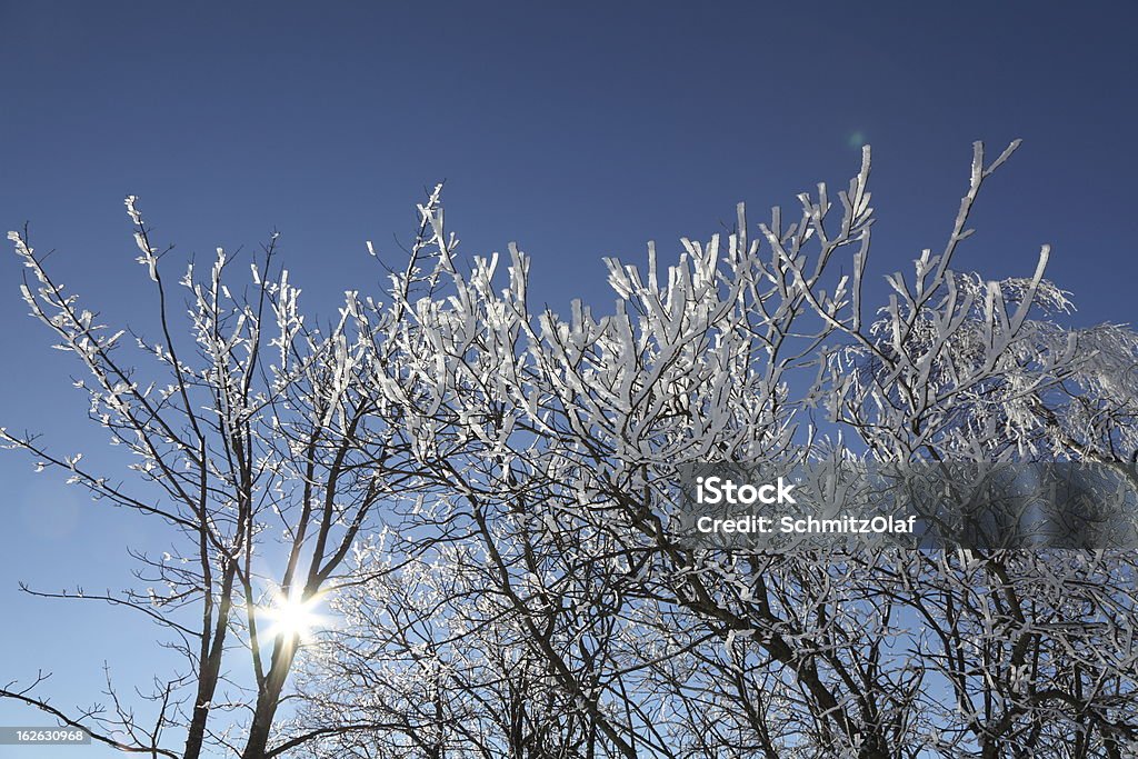 Зимний пейзаж с дерево в передней части голубого неба. - Стоковые фото Без людей роялти-фри