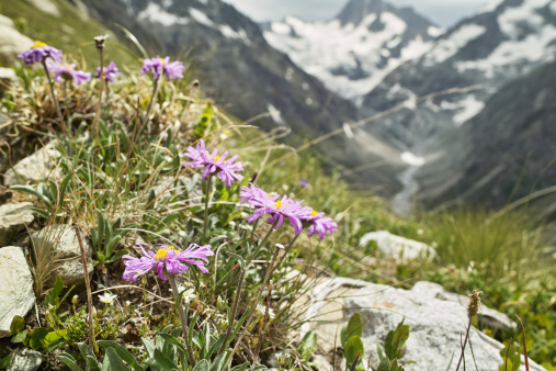 Alpine aster in front of mountains with glaicer  - Alpine aster