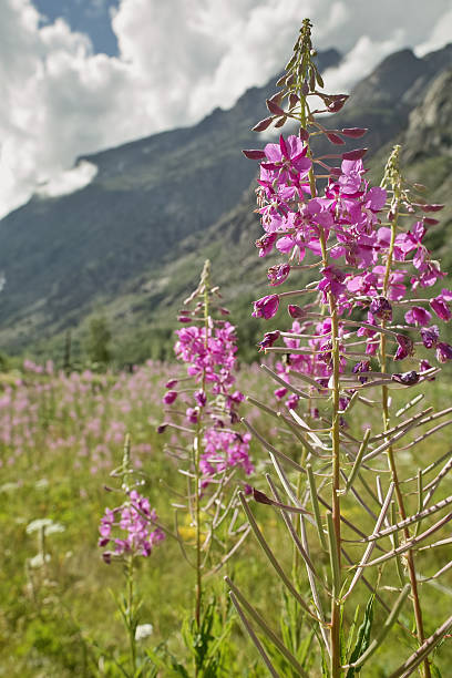 istock fireweed in the Alps Focus on flower 162631191