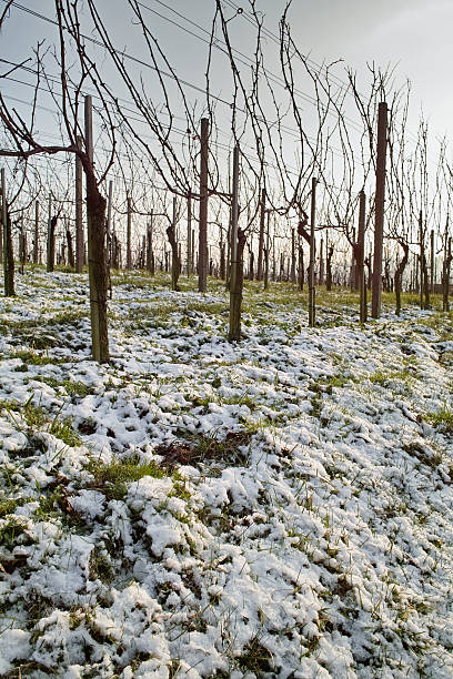istock landscape with snow and vineyard 162631469