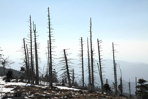 dead alberi nella foresta - acid rain foto e immagini stock