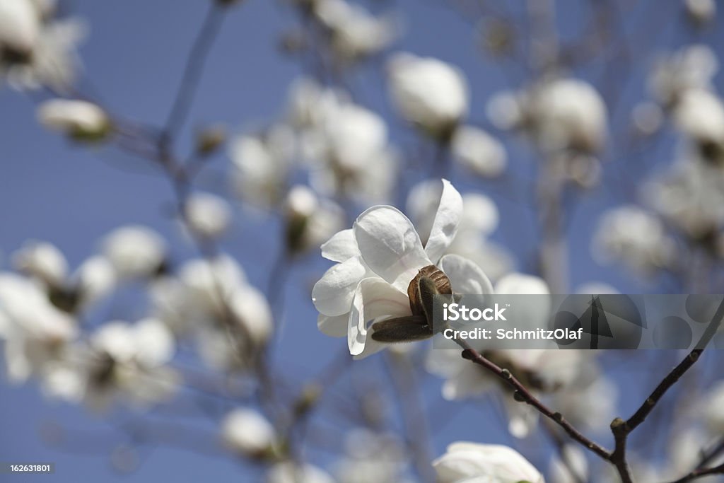 Weiß Blühende Magnolien in den Frühling - Lizenzfrei Ast - Pflanzenbestandteil Stock-Foto