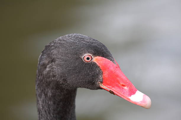 istock portrait of back swan 162631837