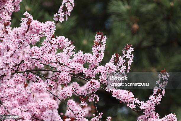 Desabrochando Árvore De Cereja - Fotografias de stock e mais imagens de Cabeça de Flor - Cabeça de Flor, Cereja, Cerejeira japonesa