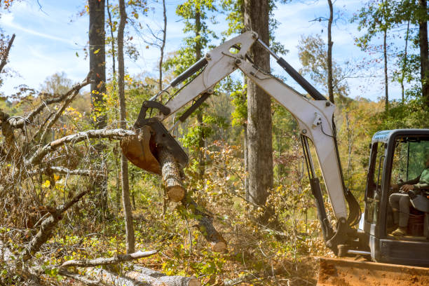 istock Trees cleared from during land landscaping work with tractor skid steer for housing construction 1626324426