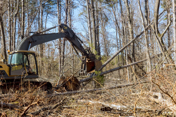 istock Using a backhoe excavator worker uproots trees from forest, preparing ground to be built on 1626324429
