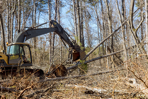 Using backhoe excavator worker uproots trees from forest, preparing ground to be built on