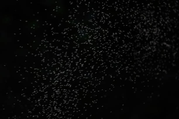 istock A swarm of small insects flying around 1626324935