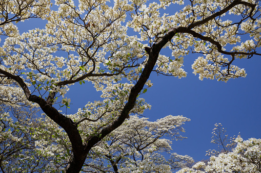 Blue sky and dogwood in full bloom