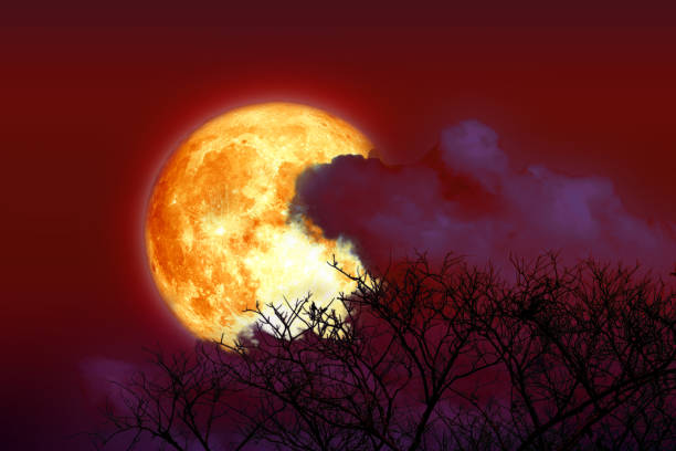 istock Full blood strawberry moon back cloud and tree in the field and red sky 1626334365