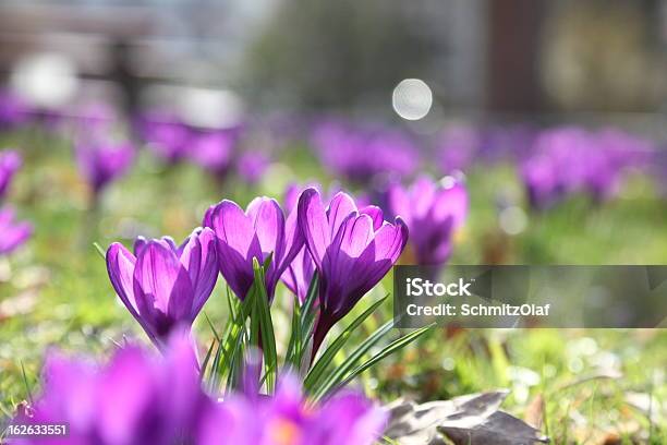 Primavera Com Croco - Fotografias de stock e mais imagens de Ao Ar Livre - Ao Ar Livre, Cabeça de Flor, Croco