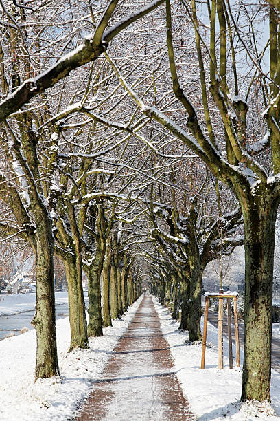 inverno paesaggio con alberi e da trail - baumreihe foto e immagini stock