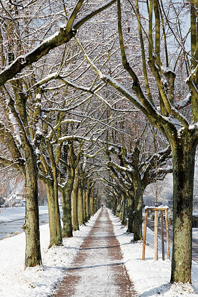 paisagem do inverno com árvores de percursos de terra e - baumreihe imagens e fotografias de stock