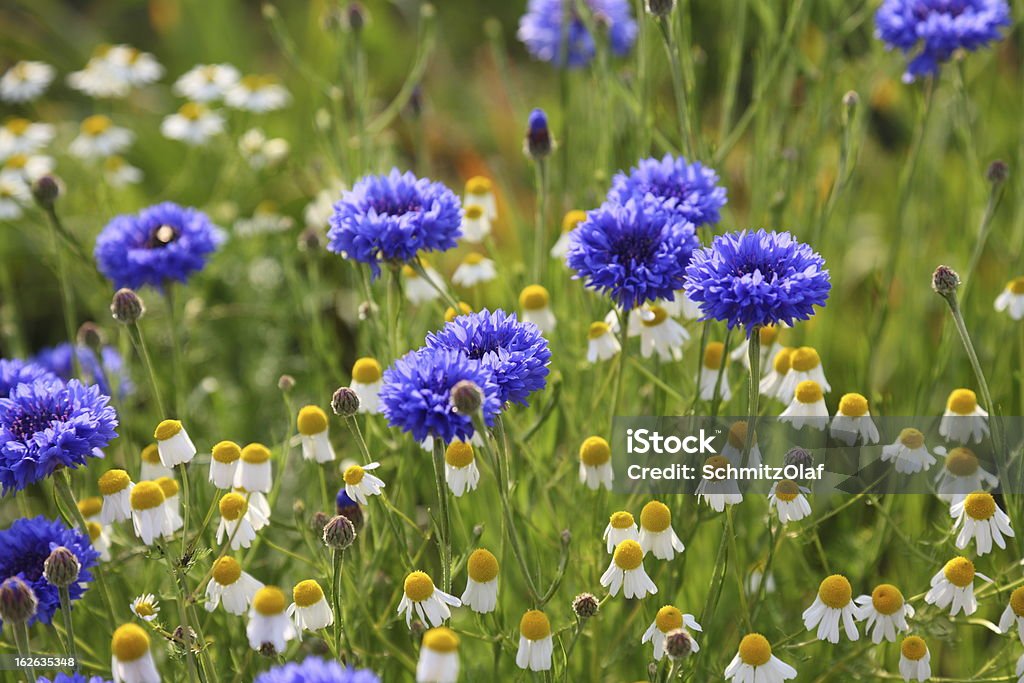 Sommer-Wiese mit Kamille Matricaria recutita cornflowers und - Lizenzfrei Abstrakt Stock-Foto