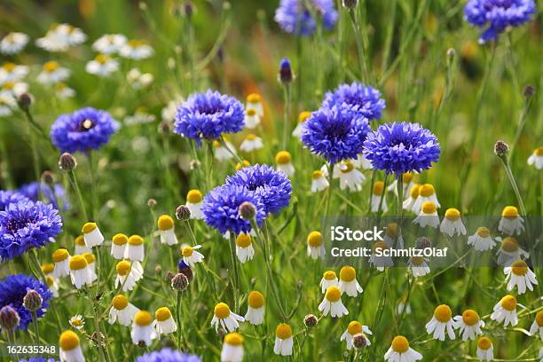 Prado De Verão Com Cornflowers E Camomile Matricaria Recutita - Fotografias de stock e mais imagens de Abstrato