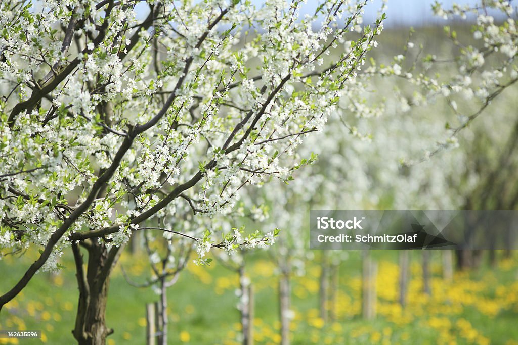 Blühende Kirsche Bäume im Frühling - Lizenzfrei Baum Stock-Foto