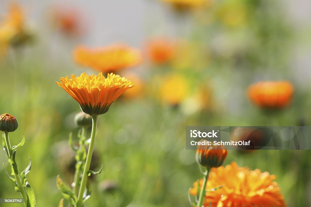 Prato con fiori di Calendula officinalis Fiorrancio coltivato - Foto stock royalty-free di Aiuola