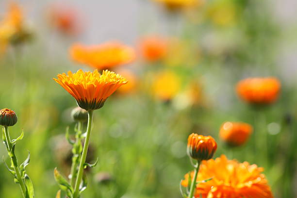 istock flower meadow with pot marigold Calendula officinalis 162637142