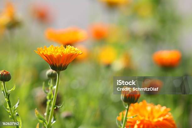 Prado De Flor Com Bemmequer Calendula Officinalis - Fotografias de stock e mais imagens de Amarelo