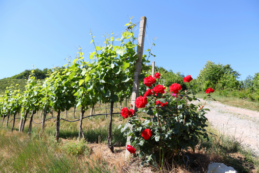 blooming rose in  vineyard