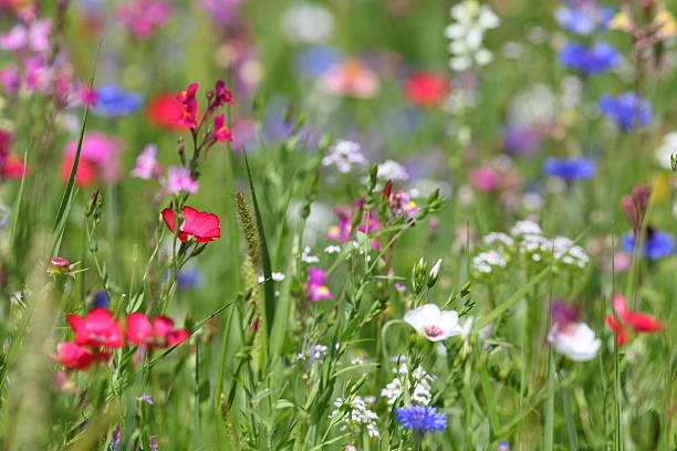 letnia łąka - flower blumenwiese meadow flower head zdjęcia i obrazy z banku zdjęć