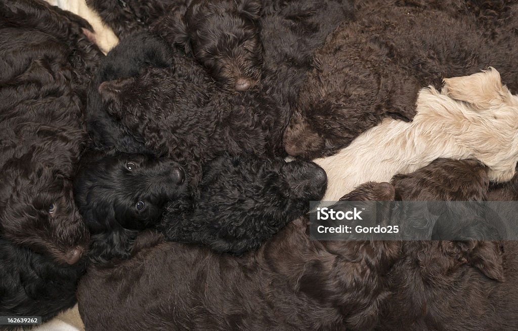 Labradoodle Hunde als Hintergrund - Lizenzfrei Aufwachen Stock-Foto